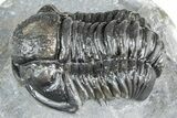 Detailed Gerastos Trilobite Fossil - Morocco #363959-1